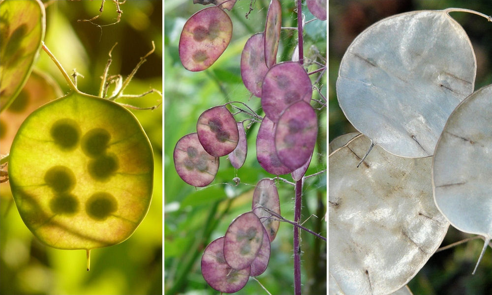 Júdáspénzt a vázába!