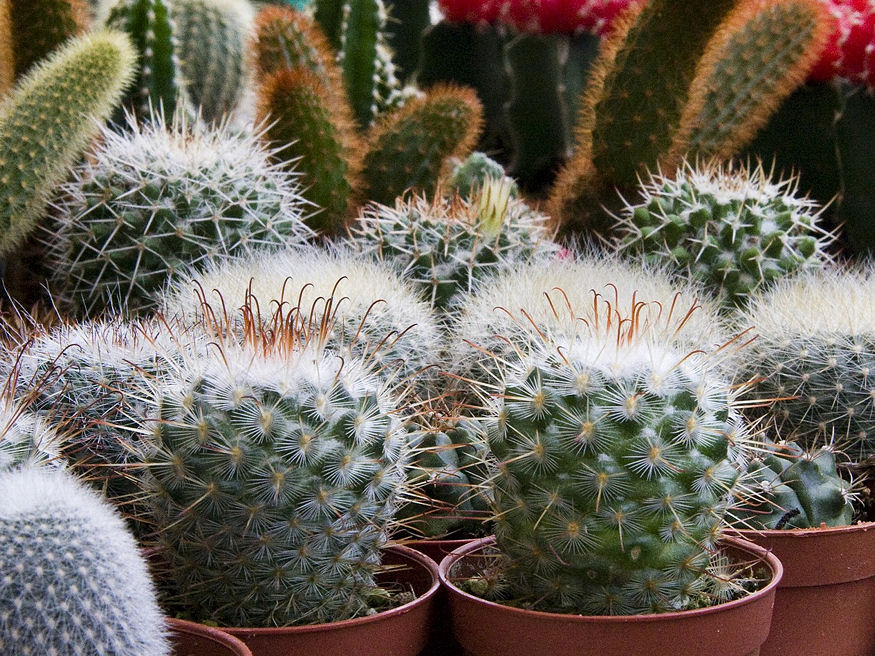 Milyen helyen tartsam a kaktuszokat?