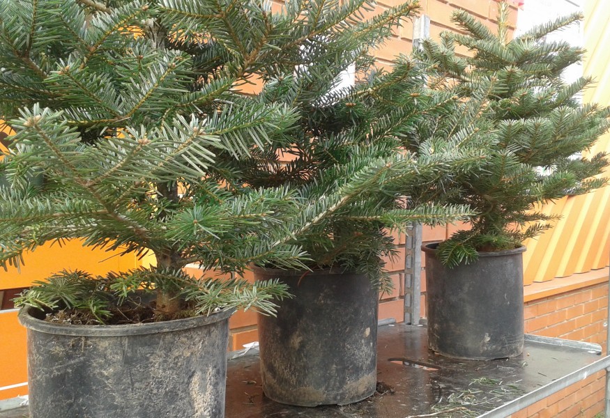 Gyökeres karácsonyfák: hogyan tovább?