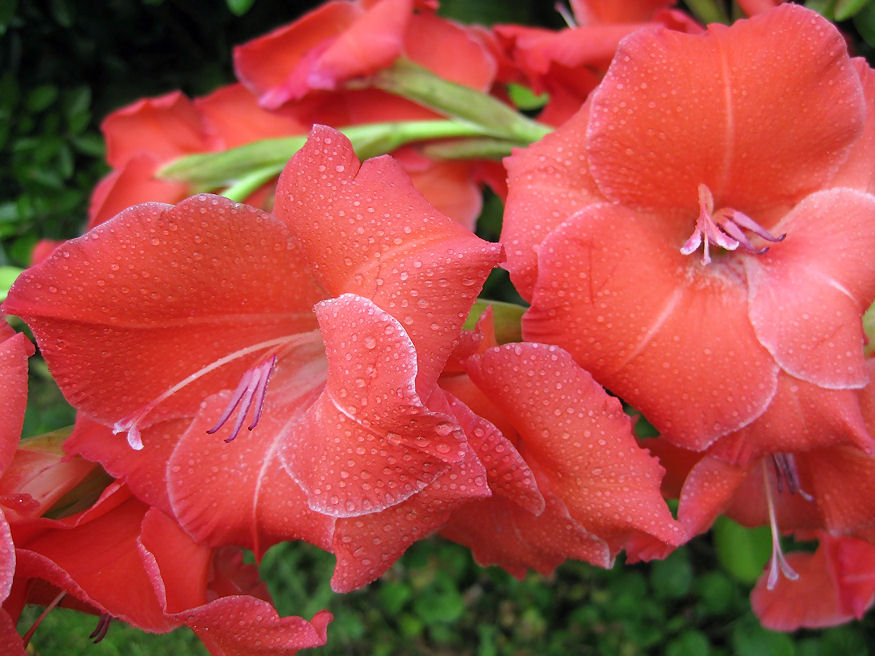 Mikor és hogyan ültessem a kardvirág gumóit?