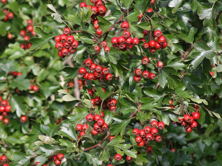 Milyen növényekből nevelhetek kerítést is pótló sövényt?