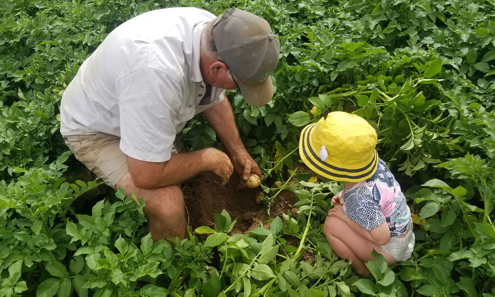 kertben krumplit erdemes 01