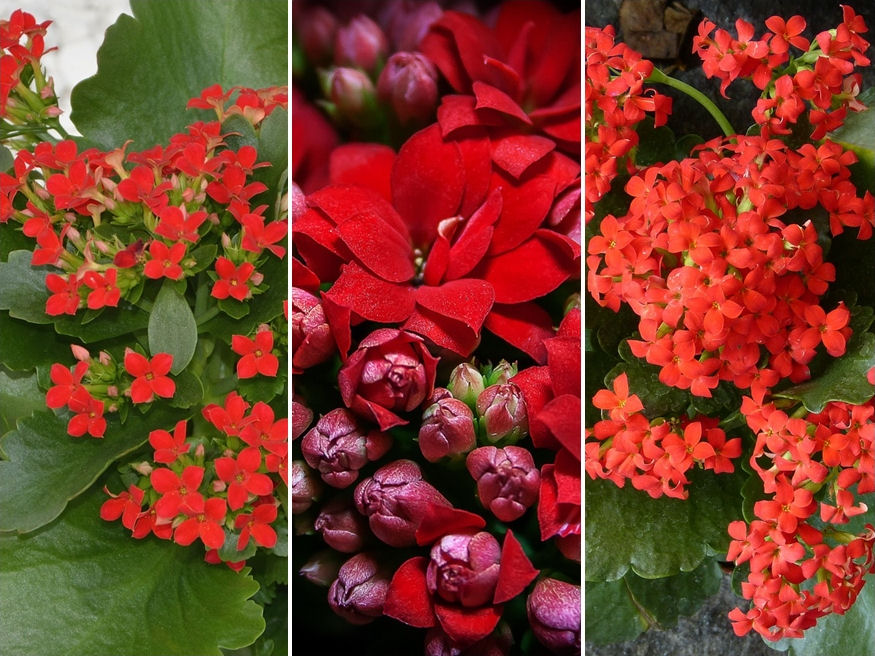 Honnan kapta a nevét a korallvirág?