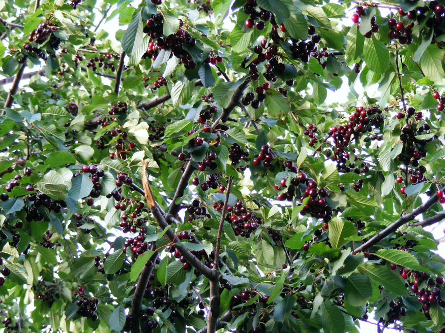 Vissza lehet-e metszeni a magasra nőtt cseresznyefákat?