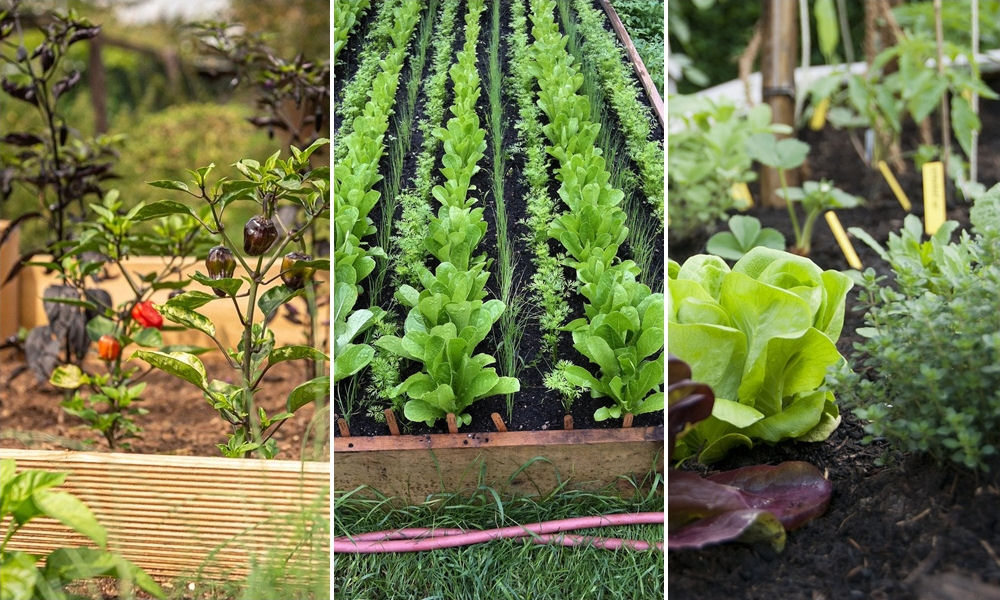 A magaságy növényeinek ápolása