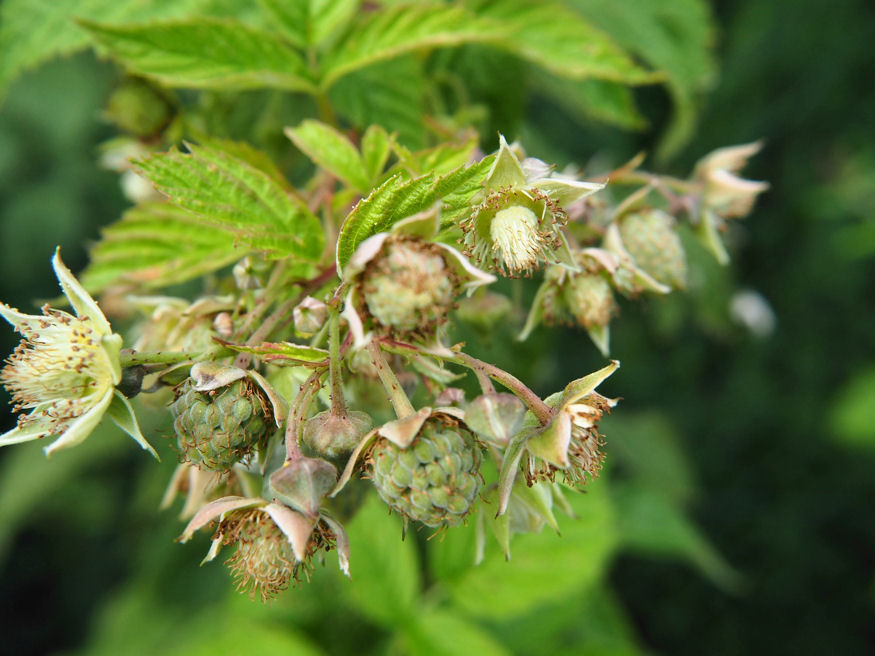 Tavasszal figyeljünk a málnabokrokra