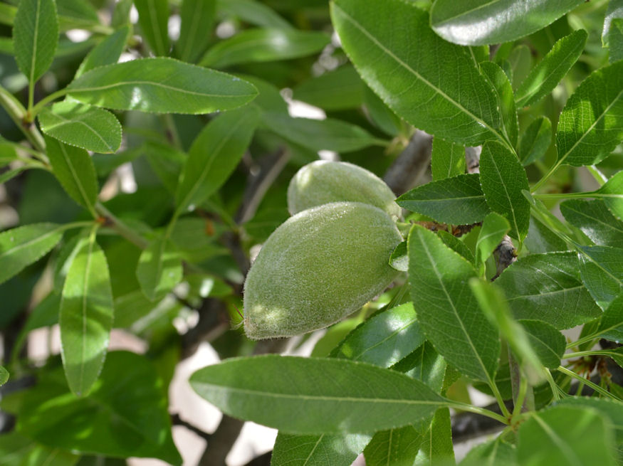 Miért mostoha gyümölcs a mandula?