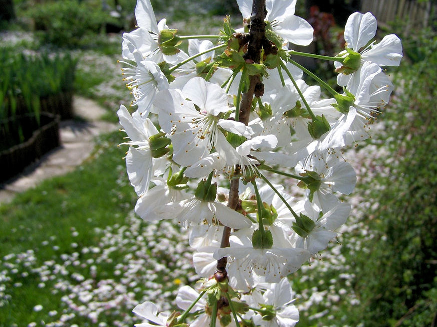 Miért száradnak el a meggyfa levelei és virágai?