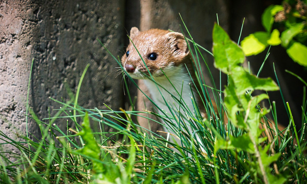 Kellemetlen lakótárs: a menyét