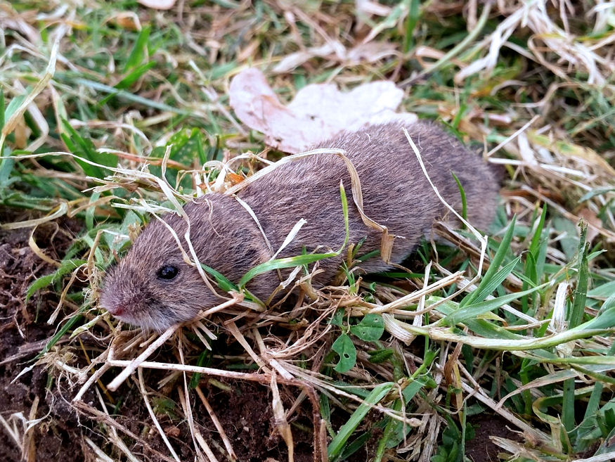 Hogyan védekezzek a mezei pocok ellen? – a kártevő, amelyet nem szabad összetéveszteni a vakonddal