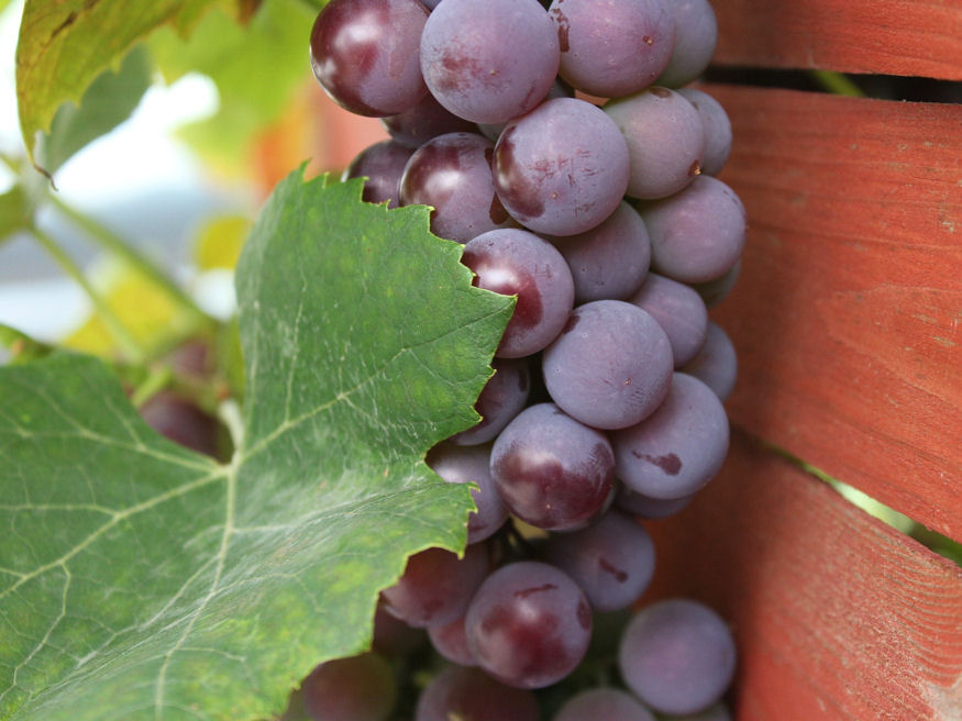 Mit jelent a növényvédő szer neve utáni betűjel? – nem dísz a címkén, hanem fontos útmutató