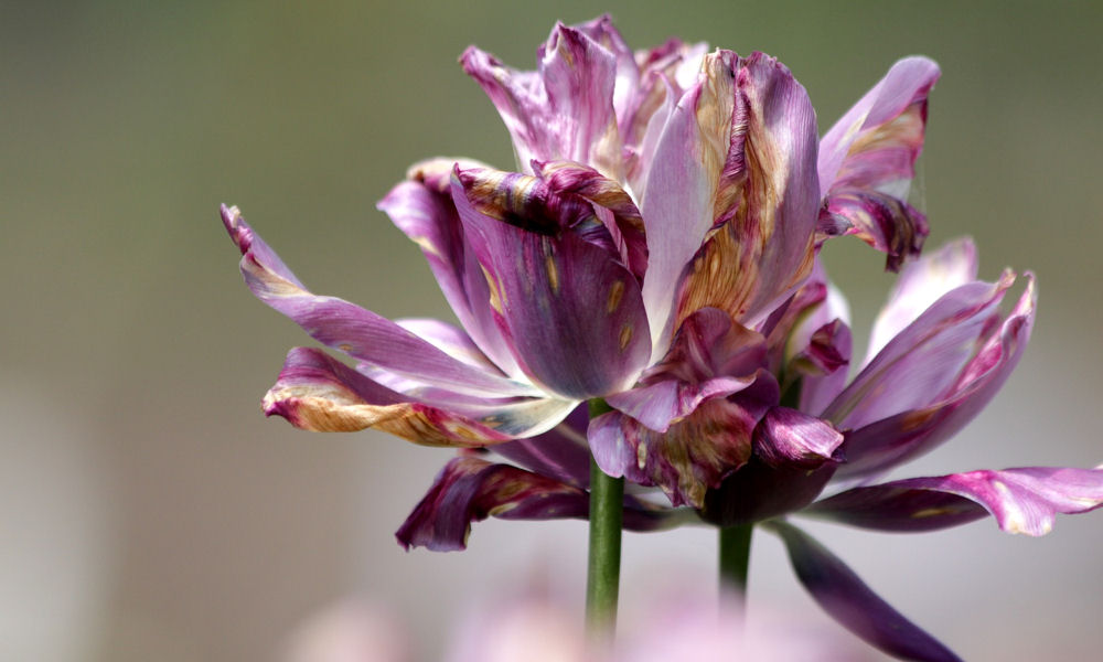 Nyílás után: mi legyen a tulipán hagymáival?