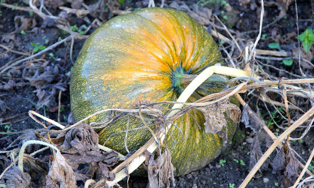 Érdemes-e olajtököt termelni?