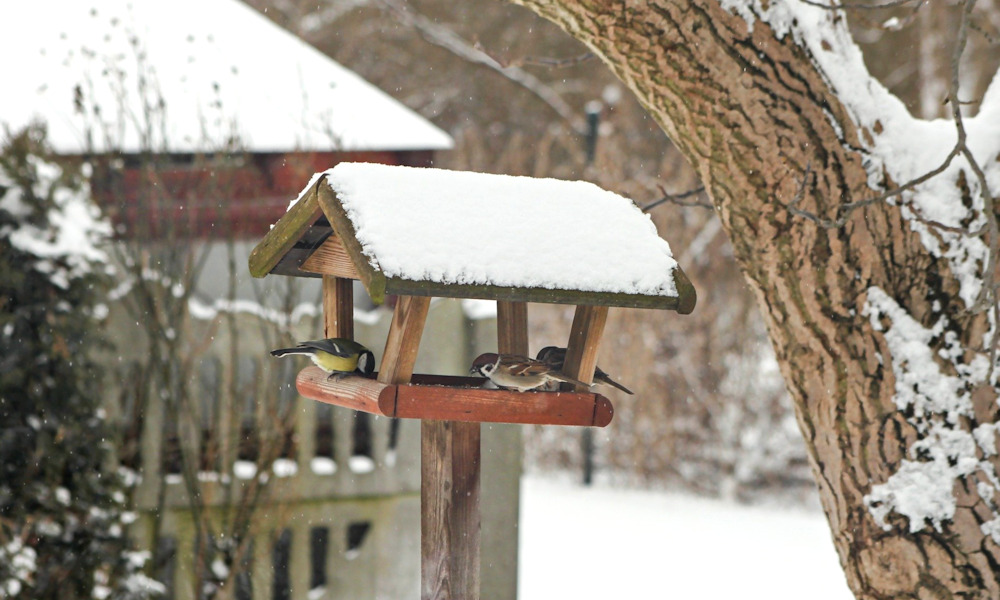 December közepe: tennivalók advent idején