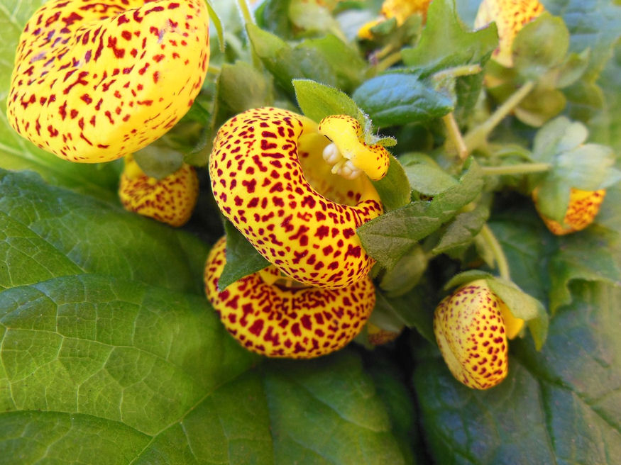 Mire érzékeny a papucsvirág?