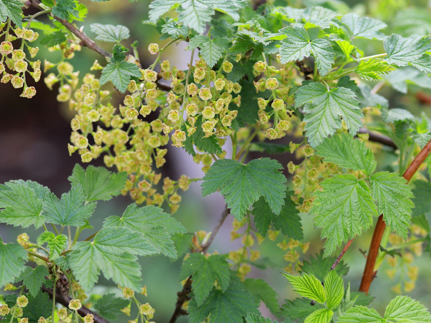 A ribiszkevessző hosszában fekete járat (üreg) alakult ki