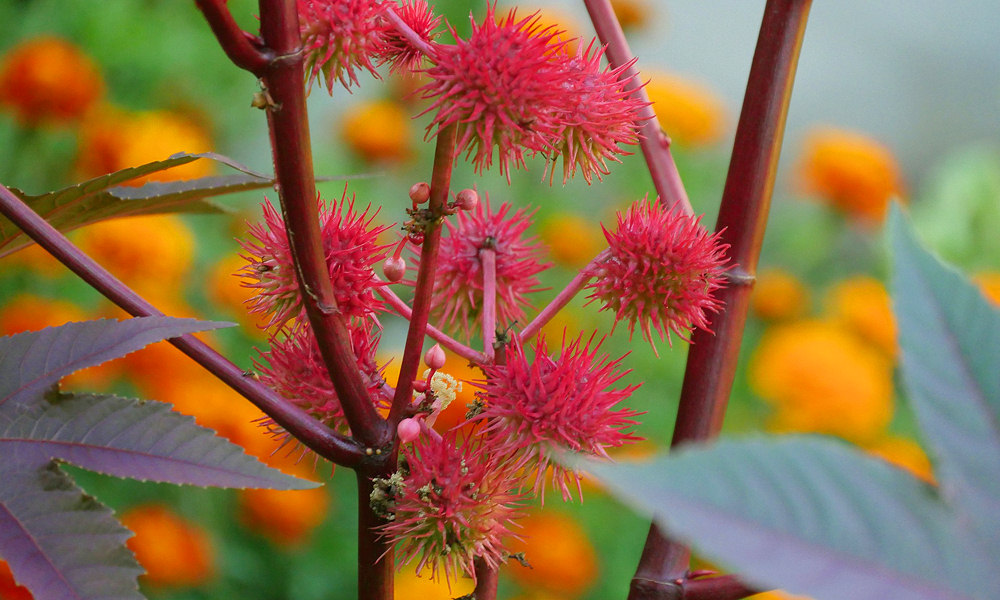 Mérgező-e a ricinus?
