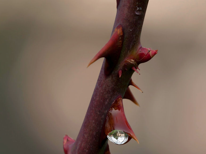 Lehet-e a rózsatöveket dugványozással szaporítani?
