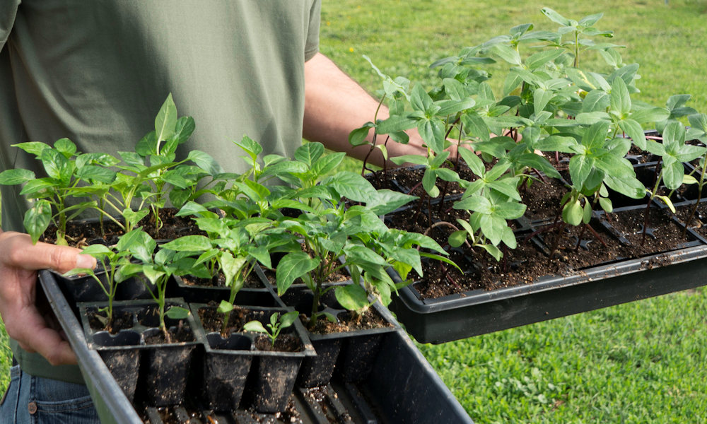 Sok múlik a jó palántán és az ültetést végző kertészen is