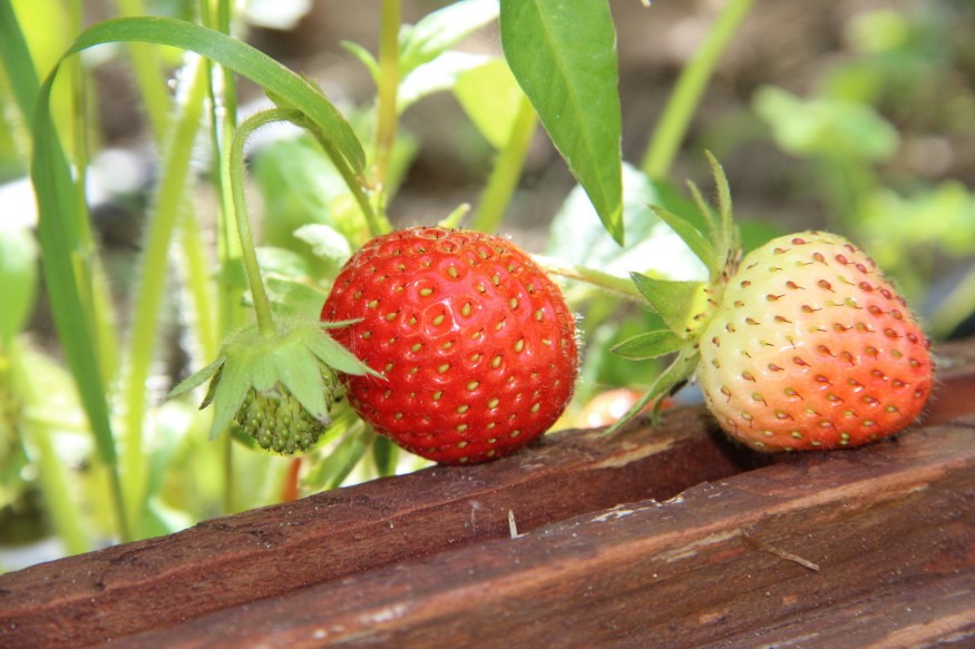 A szamóca is lehet magaságyi növény