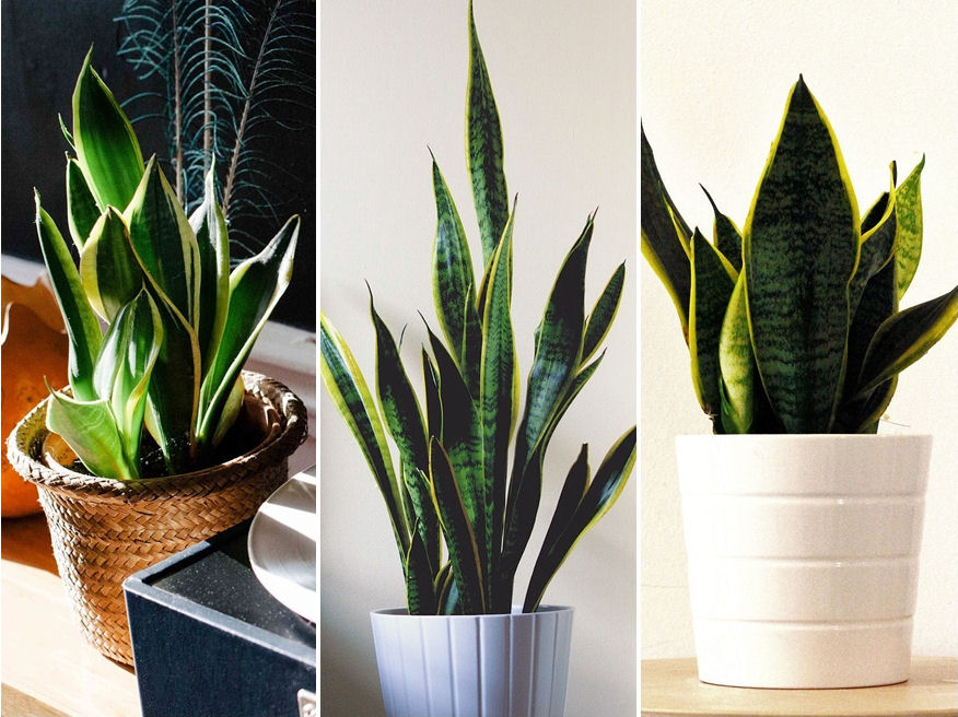 Hol a helye a szanzavérának?