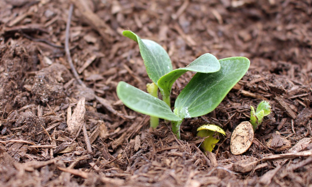Az év 100. napja után már ritkán fagy