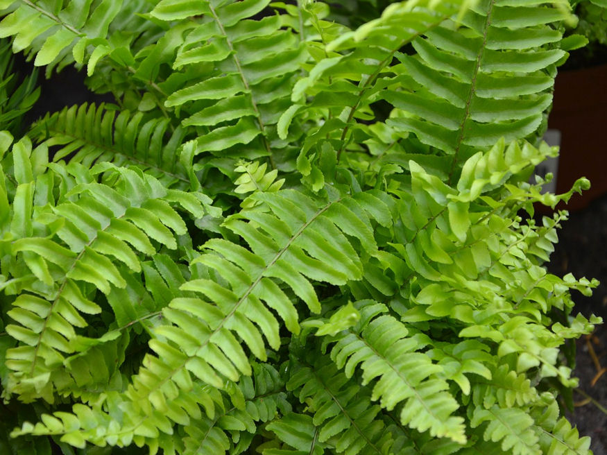 Milyen helyet kedvel a szobapáfrány?