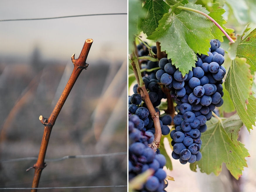 Mikor van szükség a szőlőtőkék utómetszésére?