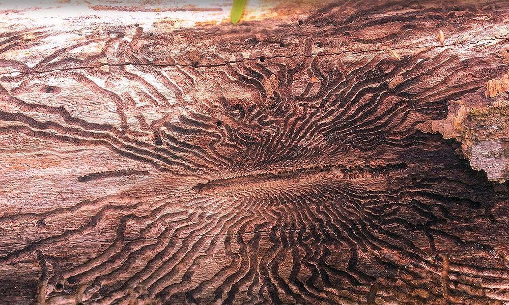 Mit jelent az, hogy szúvas a fa?