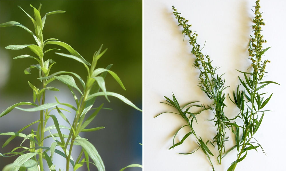 A fűszerkert oszlopos tagja