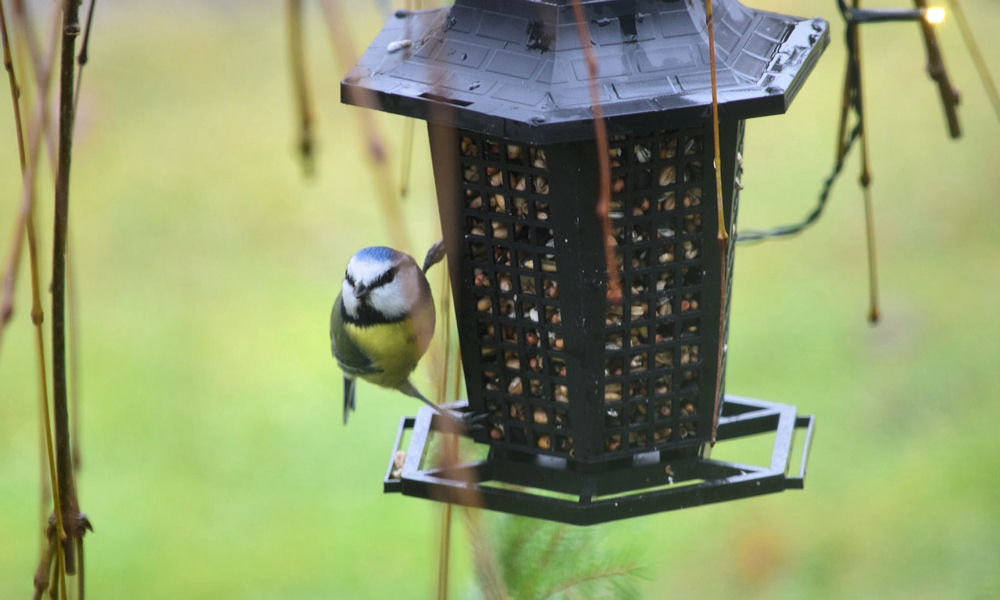Milyen legyen tavasszal a madáretető?