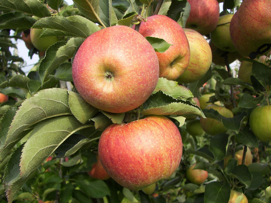 Így messük az idősebb, termő gyümölcsfákat