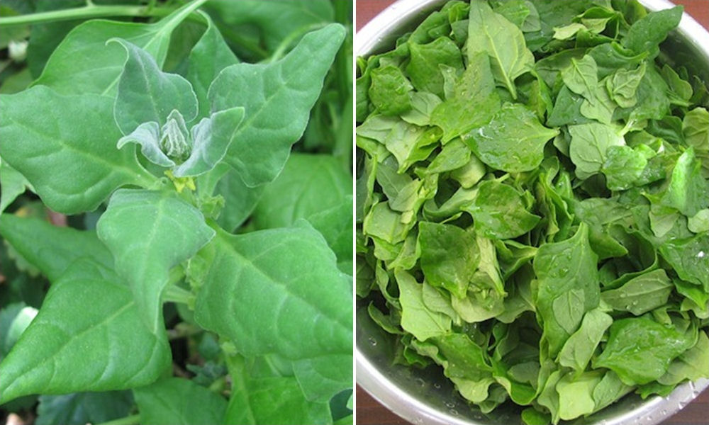 Új-zélandi spenót: Popeye is szerette volna