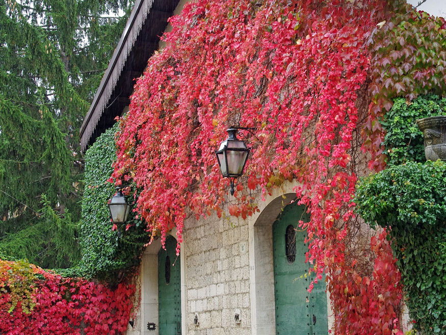 Árt-e az épületnek a falra futtatott vadszőlő?