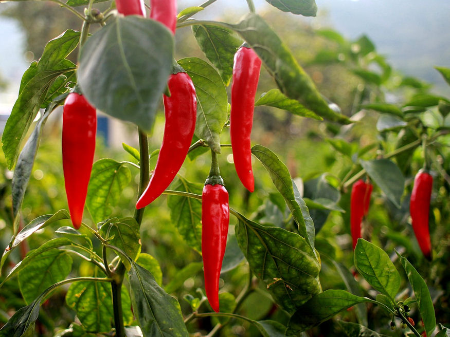 Hogy osszam be a veteményeskertet?