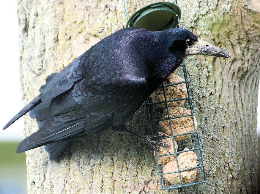 Hasznos vagy káros a vetési varjú?