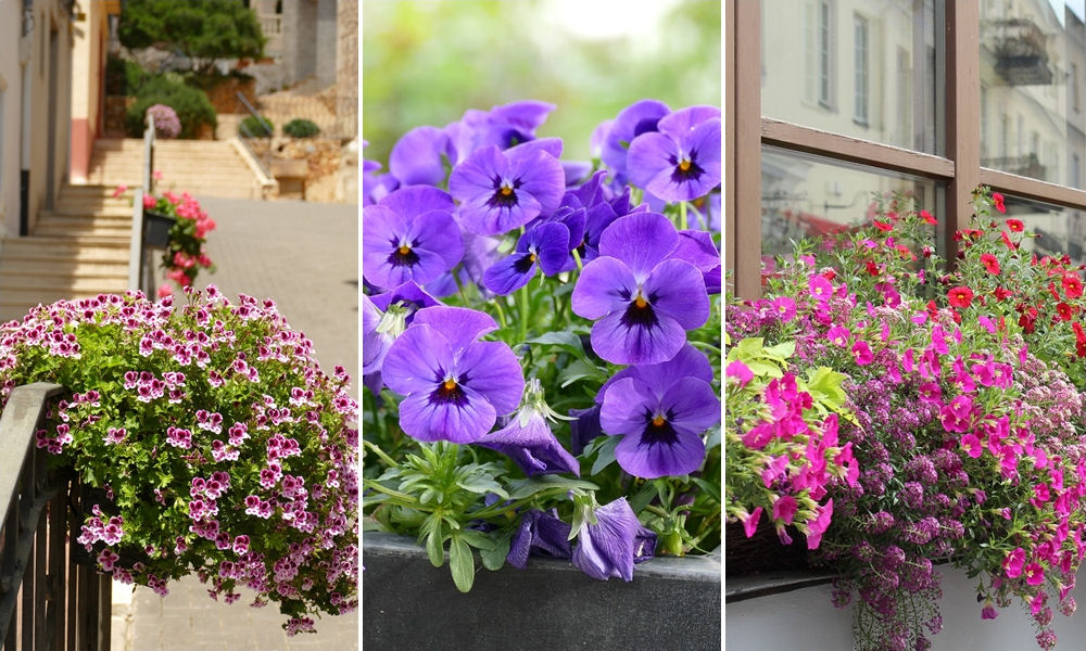 Virágládák: fontos a tápoldatozás