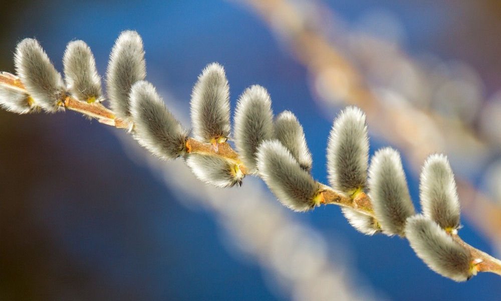 Virágvasárnap és barkaszentelés húsvét előtt