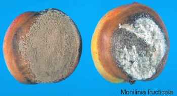 Monilia fruticola