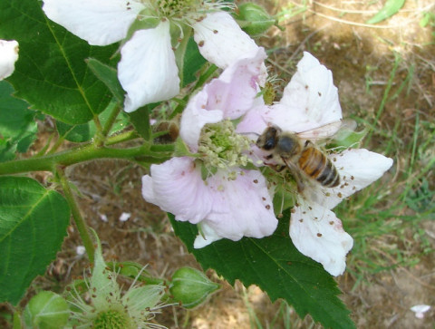 Ártalmasak-e a méhekre a növényvédő szerek? 